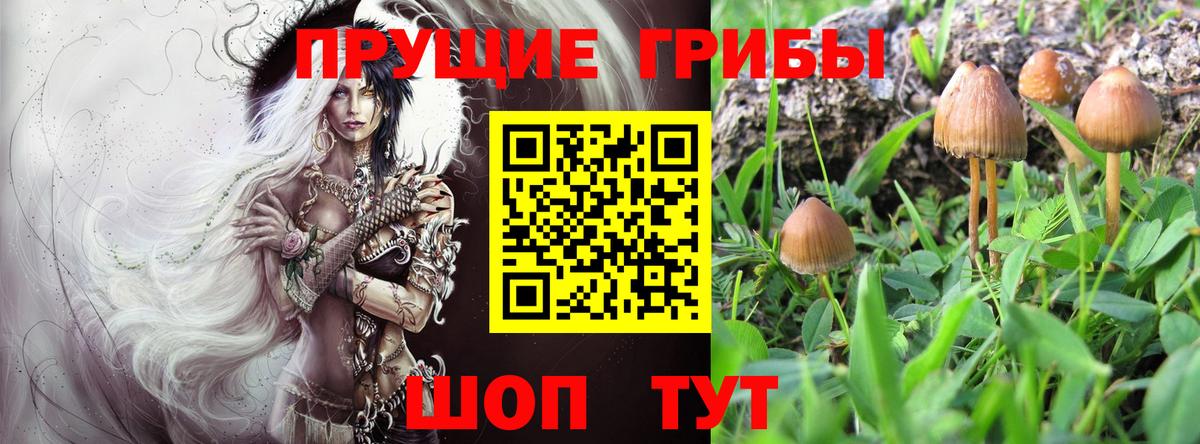 Галлюциногенные грибы Cubensis Назарово